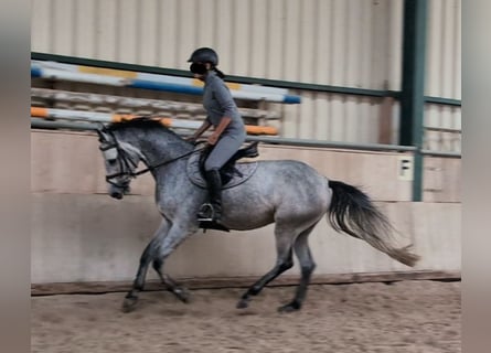 Holstein, Mare, 4 years, 15,1 hh, Grey