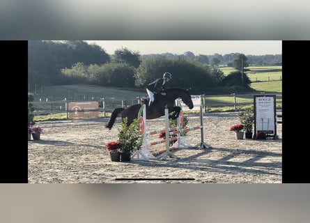 Holstein, Mare, 4 years, 16.1 hh, Brown
