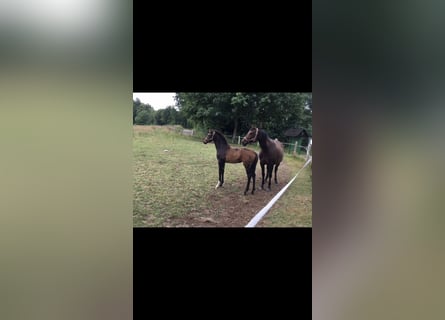 Holstein, Mare, 4 years, 16,1 hh, Brown