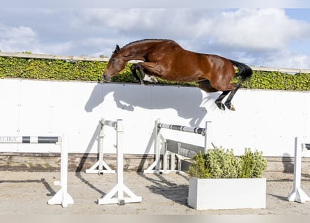 Holstein, Mare, 4 years, 16.1 hh, Brown