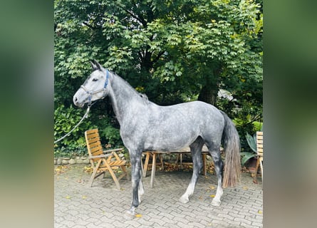 Holstein, Mare, 4 years, 16.1 hh, Grey Holstein, Mare, 4 years, 16.1 hh, Grey