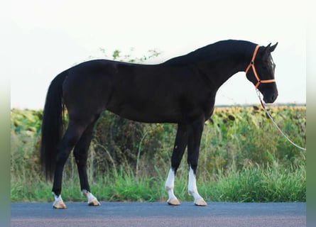 Holstein, Mare, 4 years, 16,1 hh