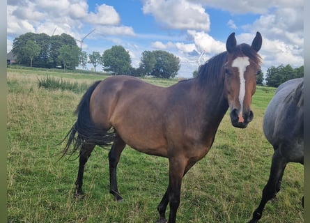 Holstein, Mare, 4 years, 16,1 hh