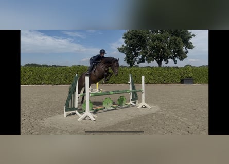 Holstein, Mare, 4 years, 16.1 hh, Smoky-Black