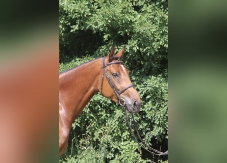Holstein, Mare, 4 years, 16.2 hh, Brown