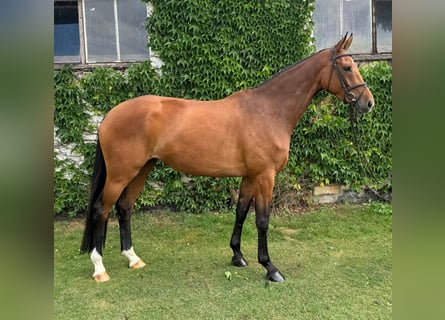 Holsteiner, Stute, 4 Jahre, 16,2 hh, Brauner