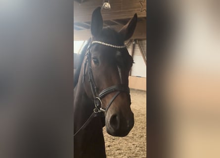 Holstein, Mare, 4 years, 16 hh, Bay-Dark