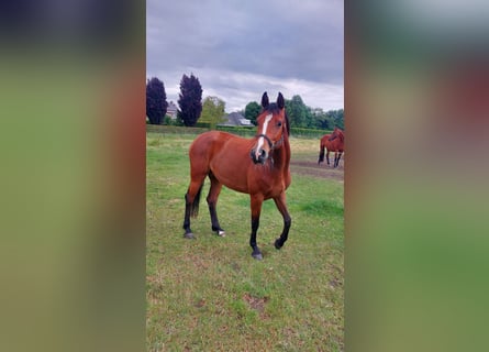 Holstein, Mare, 4 years, 16 hh, Brown
