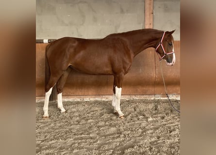 Holstein, Mare, 4 years, 16 hh, Chestnut-Red