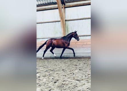 Holstein, Mare, 4 years, 16 hh
