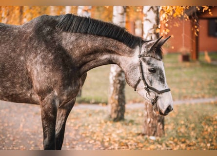 Holstein, Mare, 4 years, 16 hh, Grey-Dapple