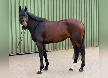 Holstein, Mare, 4 years, 16 hh