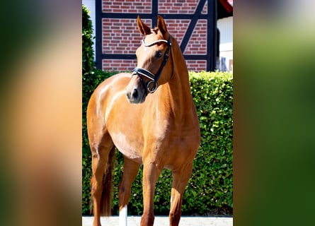 Holstein, Mare, 4 years, 16,1 hh, Chestnut-Red