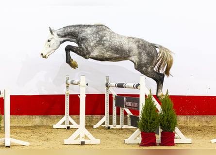 Holstein, Mare, 4 years, 16,1 hh, Grey-Dapple