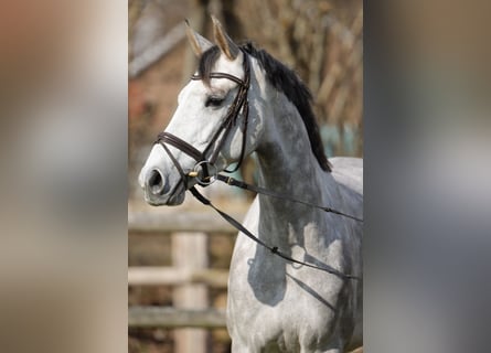 Holstein, Mare, 4 years, 16,1 hh, Grey