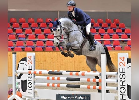 Holstein, Mare, 4 years, 16,1 hh, Grey
