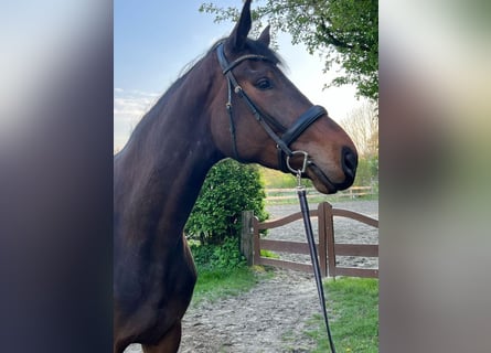 Holstein, Mare, 4 years, 18,1 hh, Smoky-Black