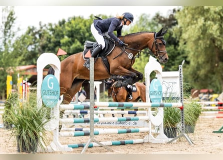 Holstein, Mare, 5 years, 15,2 hh, Brown
