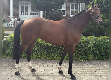 Holstein, Mare, 5 years, 15,2 hh, Brown