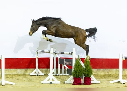 Holstein, Mare, 5 years, 15,3 hh, Bay-Dark