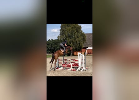 Holsteiner, Stute, 5 Jahre, 16,1 hh, Fuchs