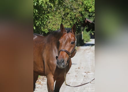 Holstein, Mare, 5 years, 16.2 hh, Bay-Dark
