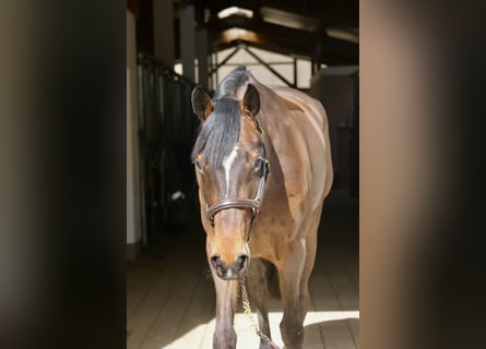 Holstein, Mare, 5 years, 16,2 hh, Brown