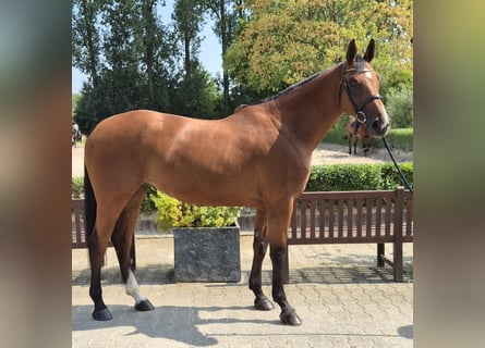 Holstein, Mare, 5 years, 16.2 hh, Brown