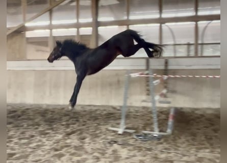 Holstein, Mare, 5 years, 16.3 hh, Bay-Dark