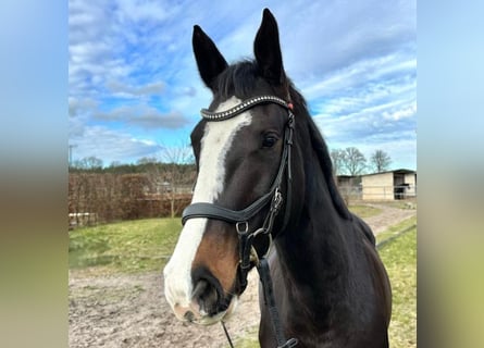 Holstein, Mare, 5 years, 16 hh, Bay-Dark