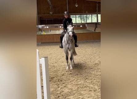 Holstein, Mare, 5 years, 16 hh, Grey