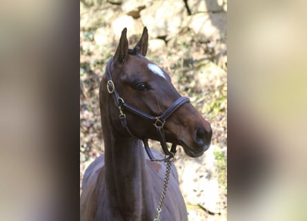 Holstein, Mare, 5 years, 16,1 hh, Bay-Dark