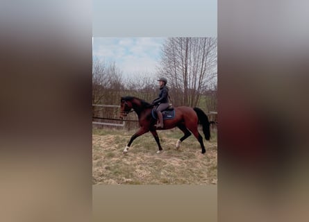 Holstein, Mare, 5 years, 16,1 hh, Brown