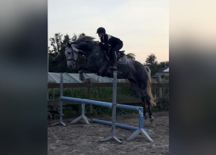 Holstein, Mare, 5 years, 16,1 hh, Grey-Dapple