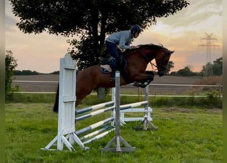 Holstein, Mare, 5 years, 16,2 hh, Brown