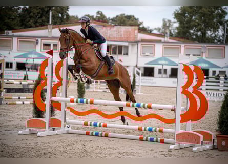 Holstein, Mare, 5 years, 16,3 hh, Brown