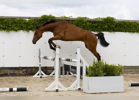 Holstein, Mare, 5 years, 16,3 hh, Brown