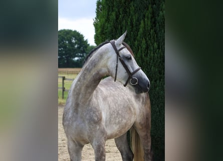 Holstein, Mare, 5 years, 16,3 hh, Gray