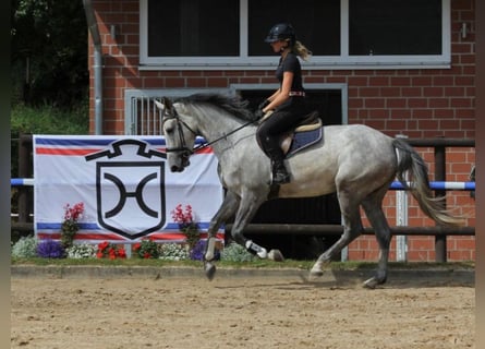 Holstein, Mare, 5 years, 17 hh, Gray