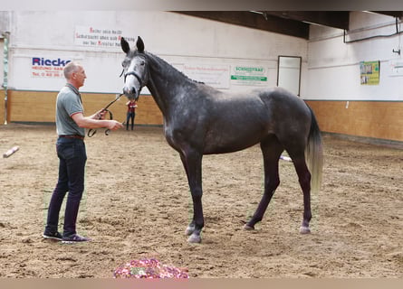 Holstein, Mare, 5 years, 17 hh, Grey