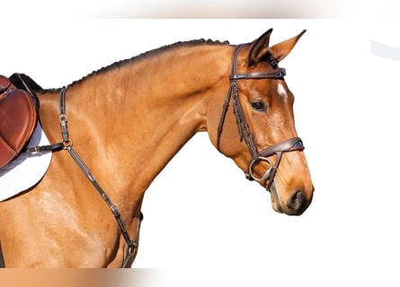 Holstein, Mare, 5 years, Brown