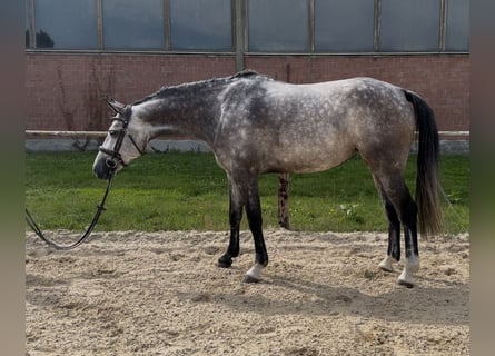 Holstein, Mare, 5 years, Gray