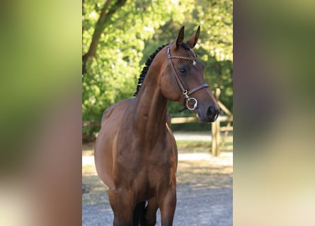 Holstein, Mare, 6 years, 15.1 hh, Brown