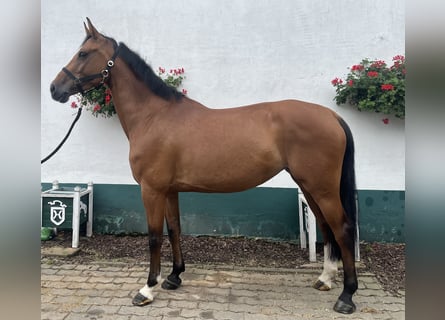 Holstein, Mare, 6 years, 16,1 hh, Brown