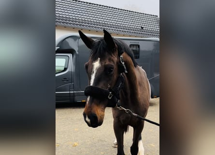 Holstein, Mare, 6 years, 16,1 hh, Brown