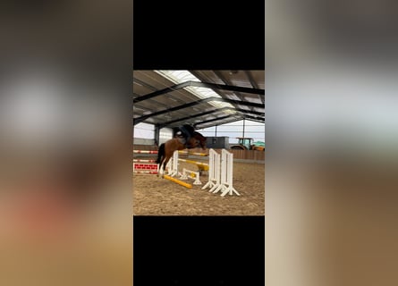 Holstein, Mare, 6 years, 16,1 hh, Brown