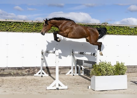 Holstein, Mare, 6 years, 16.1 hh, Brown