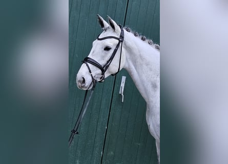 Holstein, Mare, 6 years, 16,1 hh, Gray