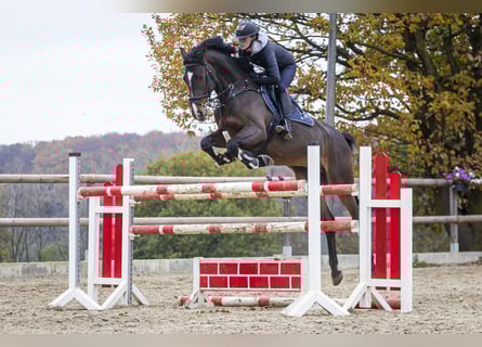 Holstein, Mare, 6 years, 16.2 hh, Brown