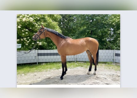 Holstein, Mare, 6 years, 16.2 hh, Brown